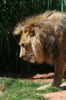 Male Lion Licking His Lips Royalty Free Stock Photos
