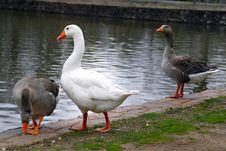 Three Ducks Stock Photography Three Ducks Stock Photography