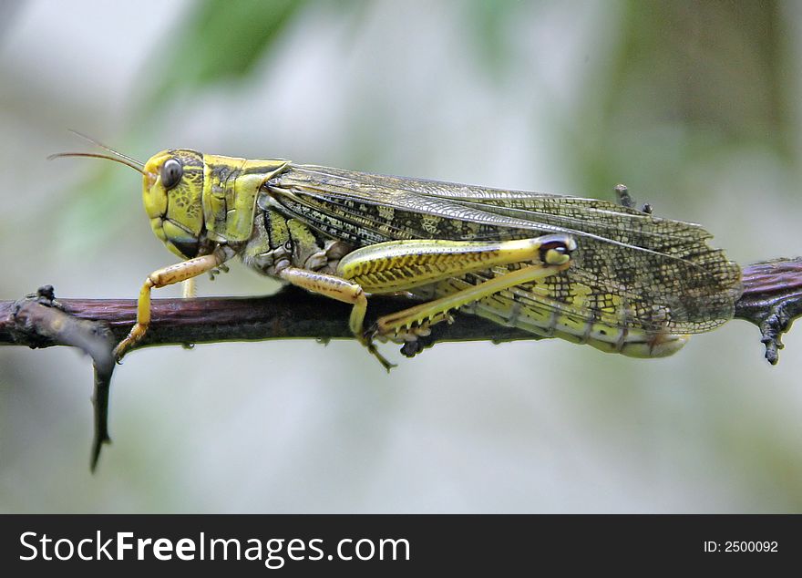 View of locust on the branch. View of locust on the branch