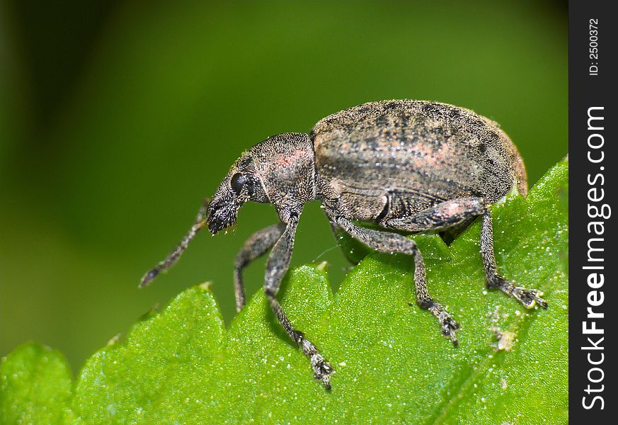 Polydrusus mollis - insect macro shot