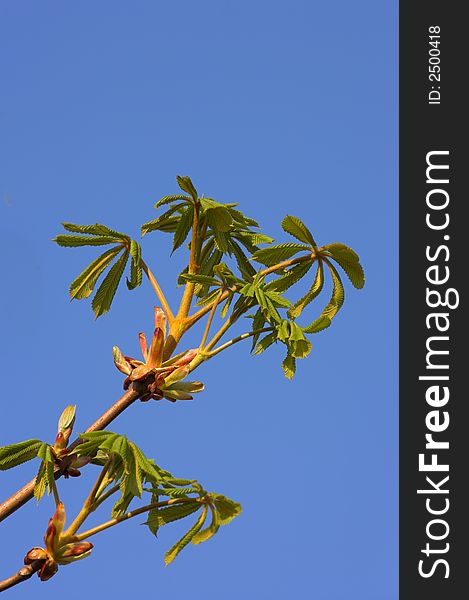 A photo of green nature with the blue sky as background. A photo of green nature with the blue sky as background