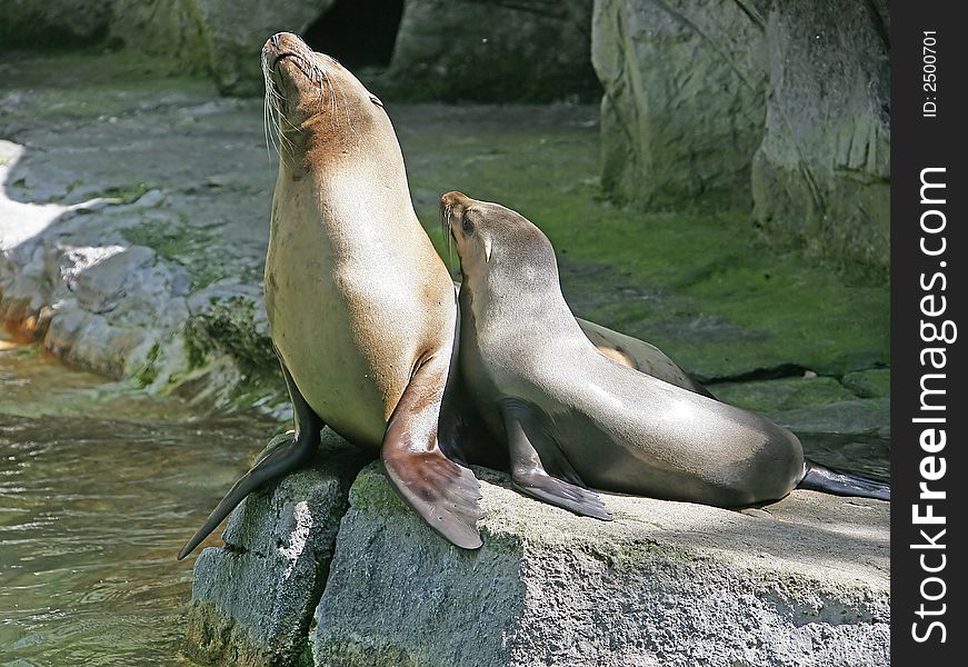 Sea-lion female with her junior. Sea-lion female with her junior