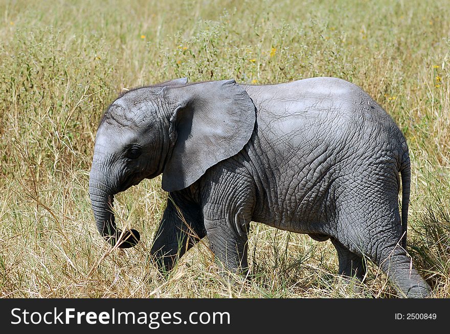 A baby elephant in the bush