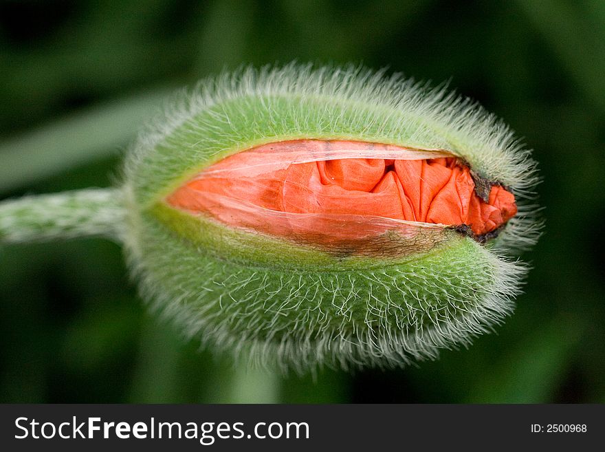 Papaver, close-up