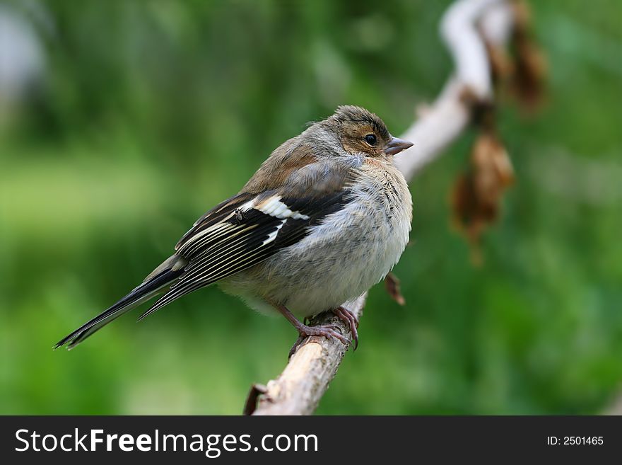 Young finch sitting on branch