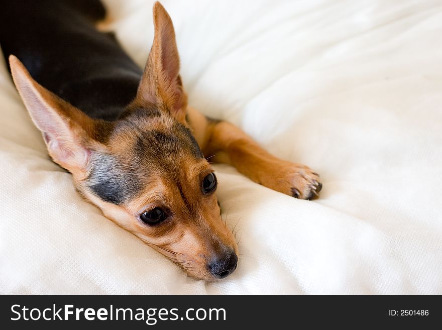Doggy (russian toy terrier) lays on white pillow