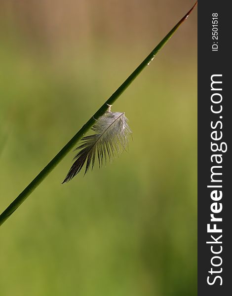 Detail of featherlet hanging on stalk