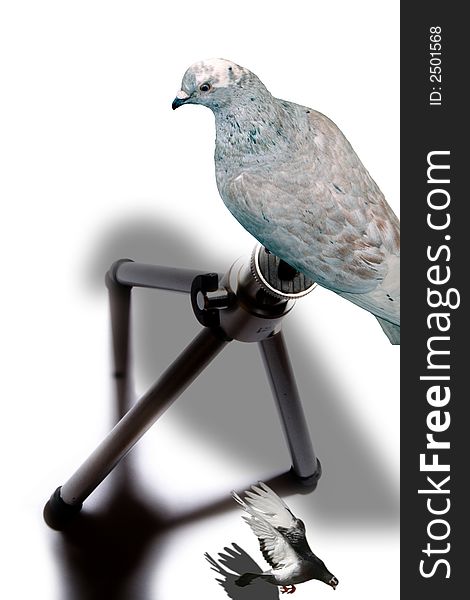 Image of two pigeons resting on a tripod. Image of two pigeons resting on a tripod