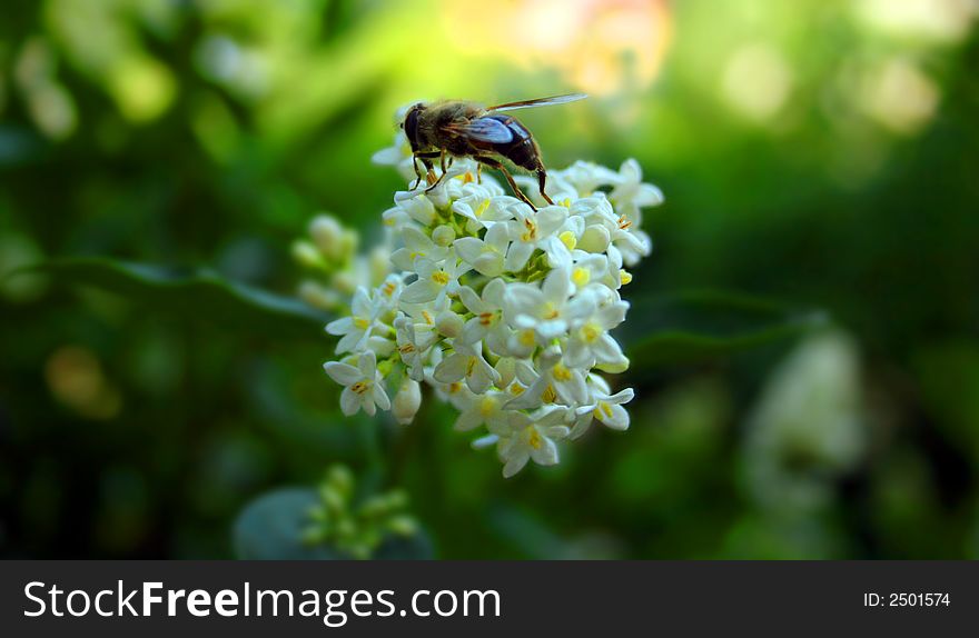 A bee eating flower juice. A bee eating flower juice