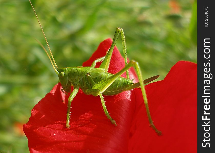 Green grasshopper on the leaf of the red poppy