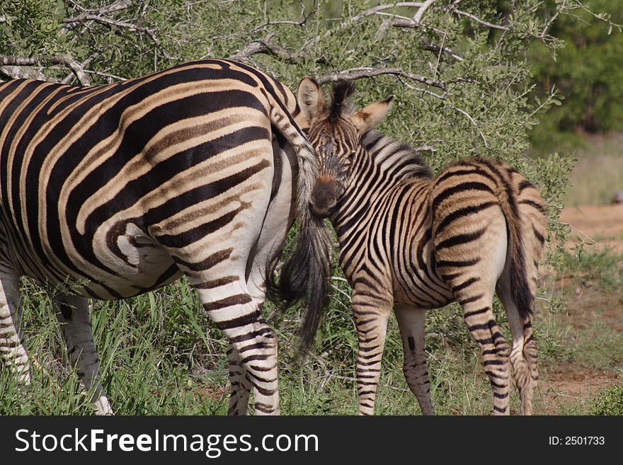 A zebra and foal taken in Kruger Park South Africa. A zebra and foal taken in Kruger Park South Africa