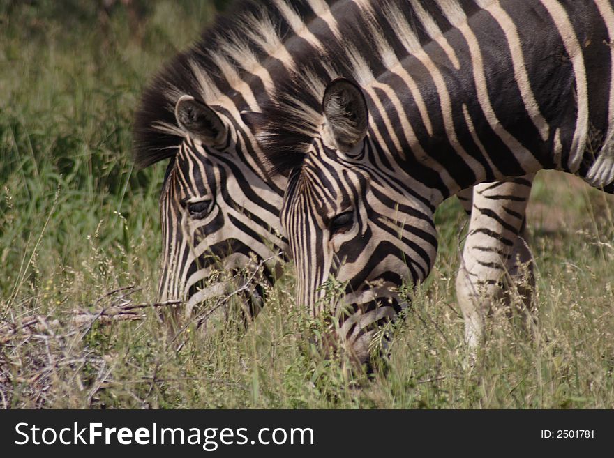 Two zebras taken in Kruger Park, South Africa. Two zebras taken in Kruger Park, South Africa
