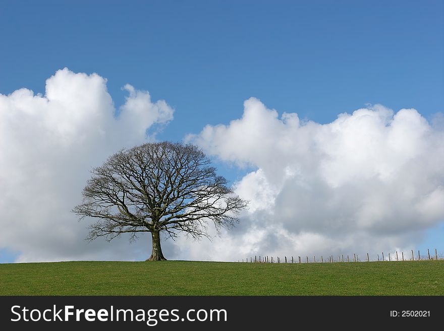 Solitary Oak In Winter