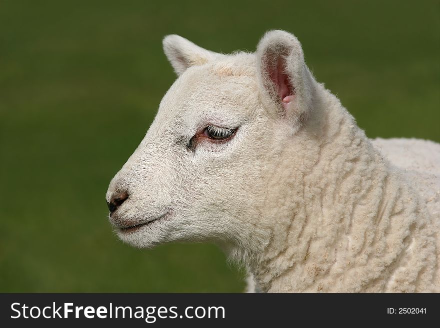 Profile of a Lamb
