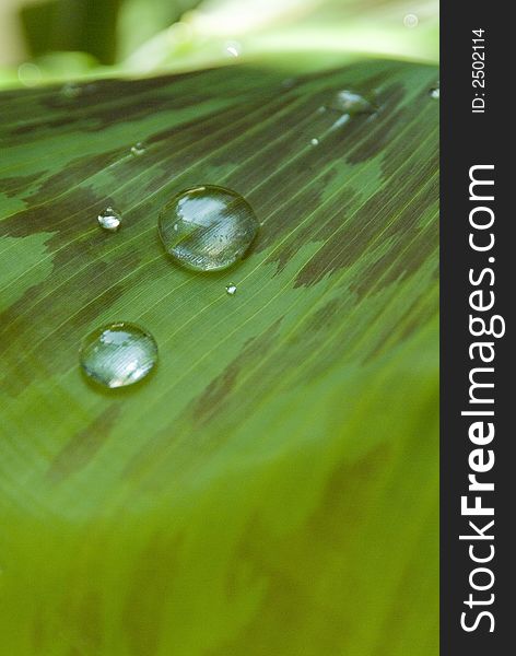 Some Drips on banana tree. Some Drips on banana tree