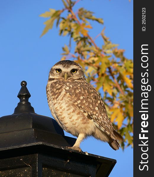 Small owl standing on a lamp in daylight