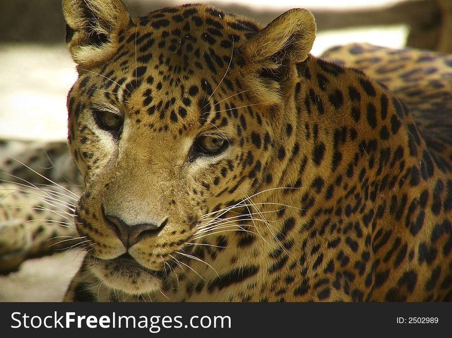 Leopard looking for someone on: large solitary cat that has a fawn or brown coat with black spots, found in the forests of Africa and southern Asia. [Panthera pardus.]