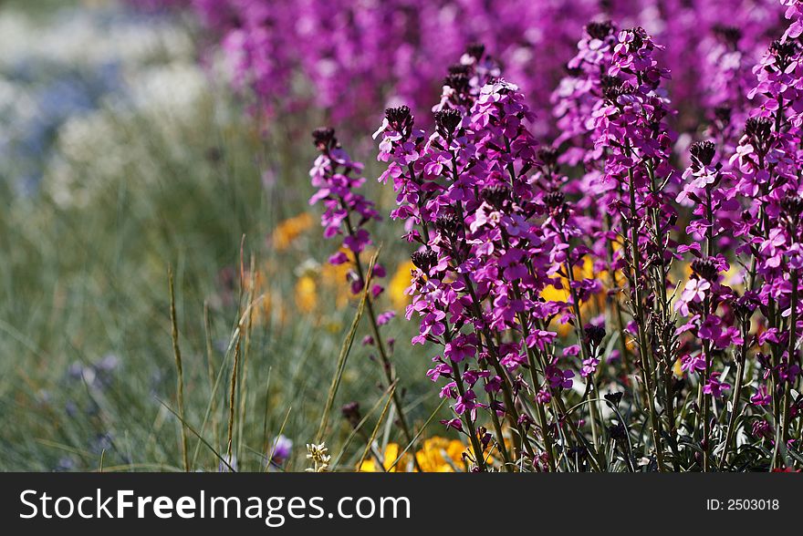 Wild Purple Flowers on a Sunny Summer Day.