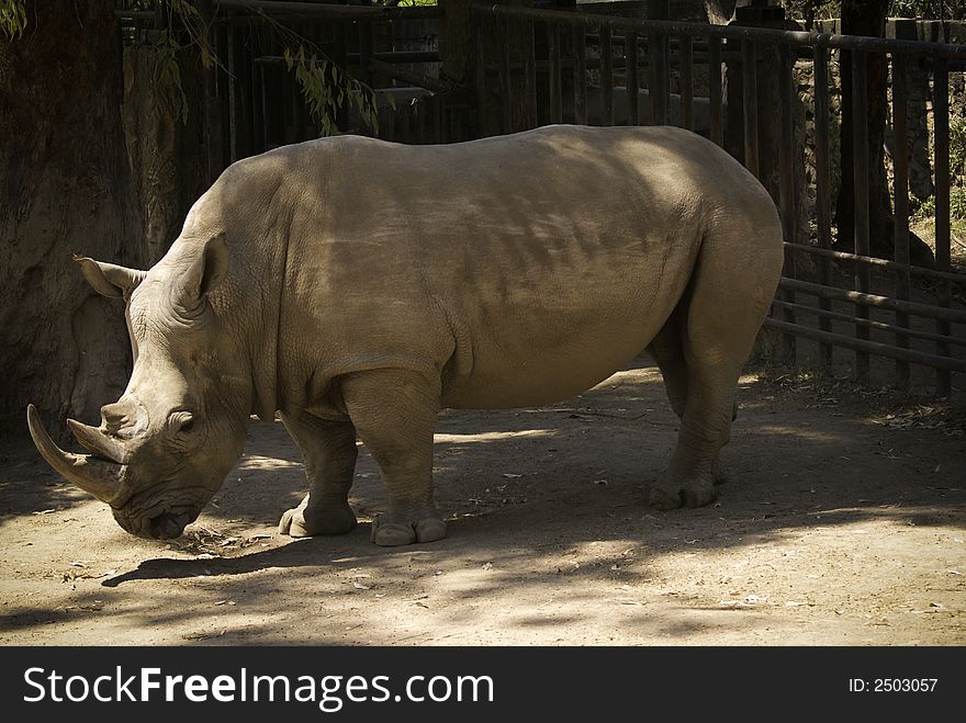 Rhinoceros at zoo on Leon guanajuato Mexico