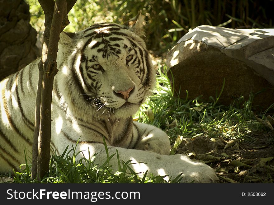 White tiger looking for someone:a very large solitary cat with a yellow-brown coat striped with black, native to the forests of Asia