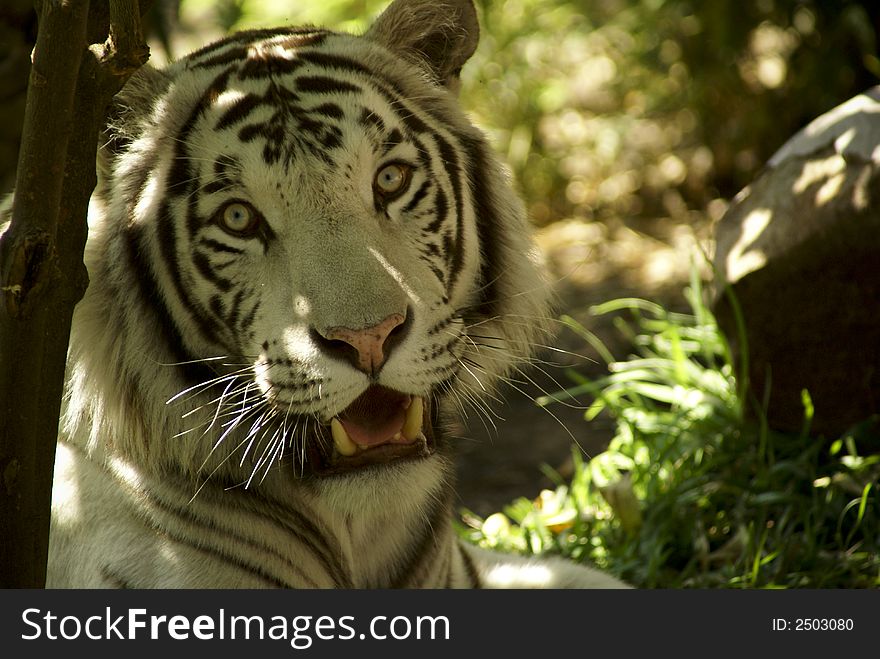 White tiger looking for someone:a very large solitary cat with a yellow-brown coat striped with black, native to the forests of Asia. White tiger looking for someone:a very large solitary cat with a yellow-brown coat striped with black, native to the forests of Asia