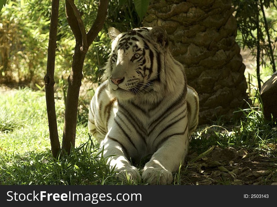 White tiger looking for someone:a very large solitary cat with a yellow-brown coat striped with black, native to the forests of Asia