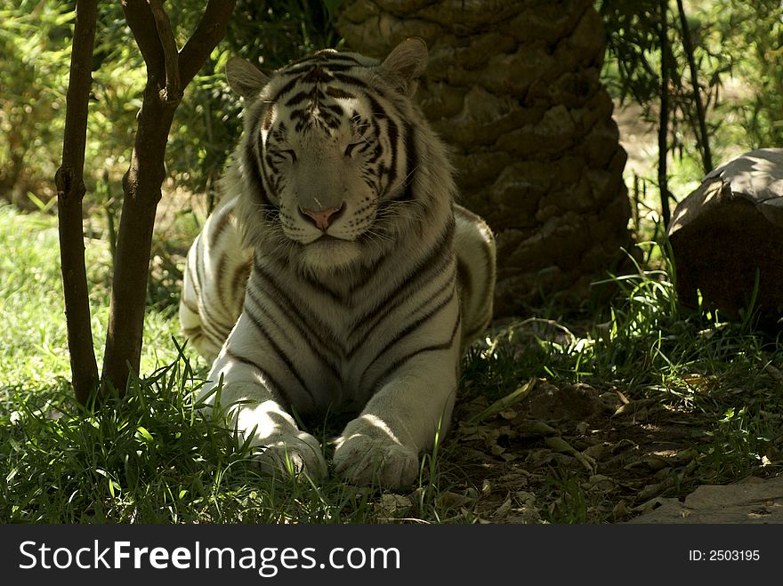 White tiger looking for someone: a very large solitary cat with a yellow-brown coat striped with black, native to the forests of Asia