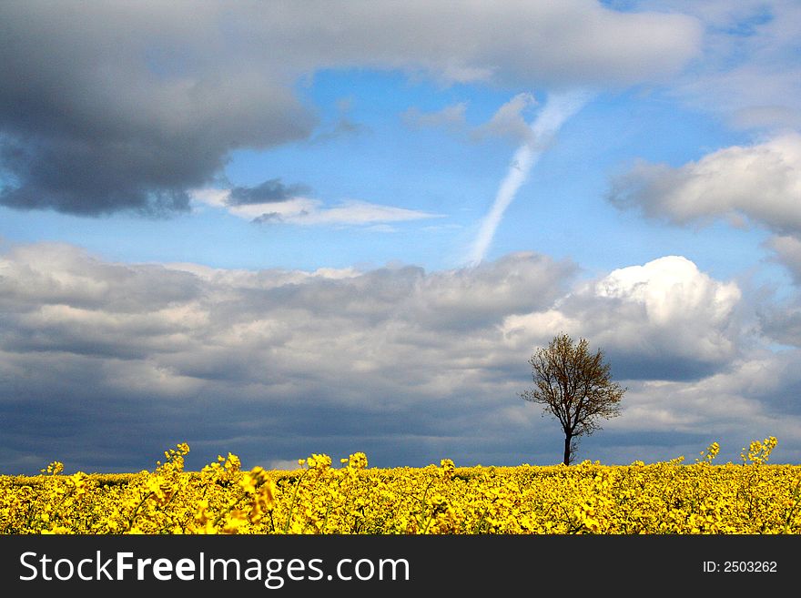 Landscape - yellow field