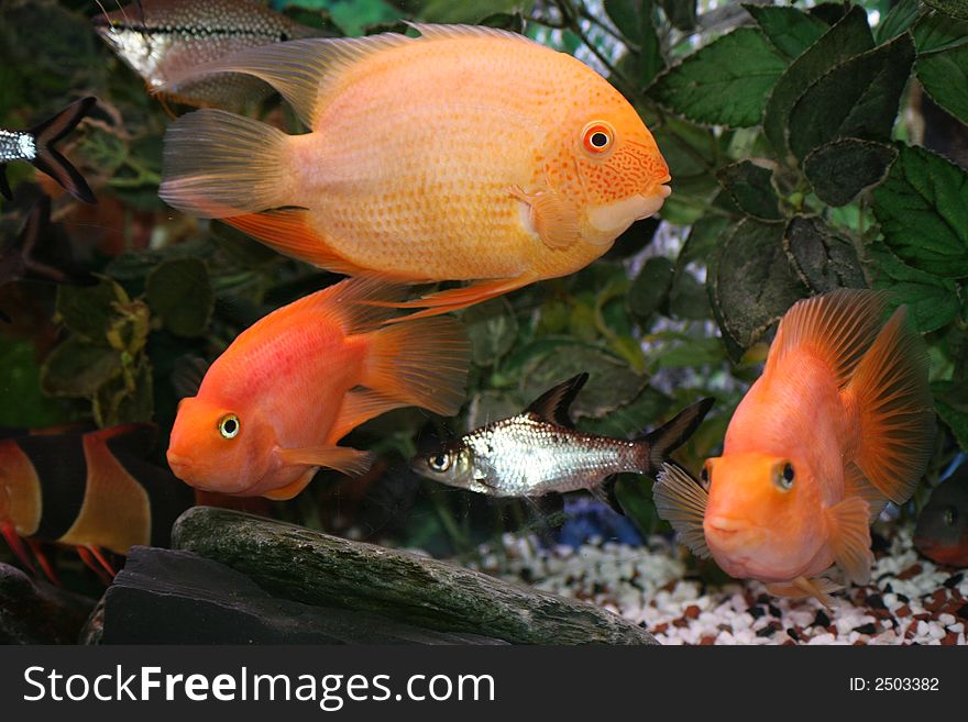 Picture of some lovely goldfish and other fish in a local fish tank... Best being the silver fish giving direct reflection and background detail. Picture of some lovely goldfish and other fish in a local fish tank... Best being the silver fish giving direct reflection and background detail