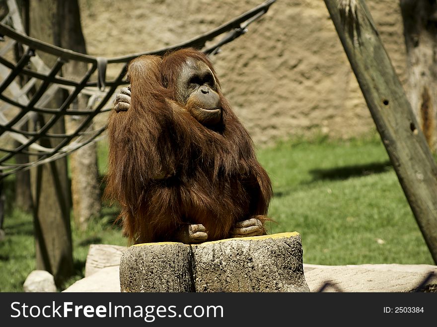 Fondness Orangutan