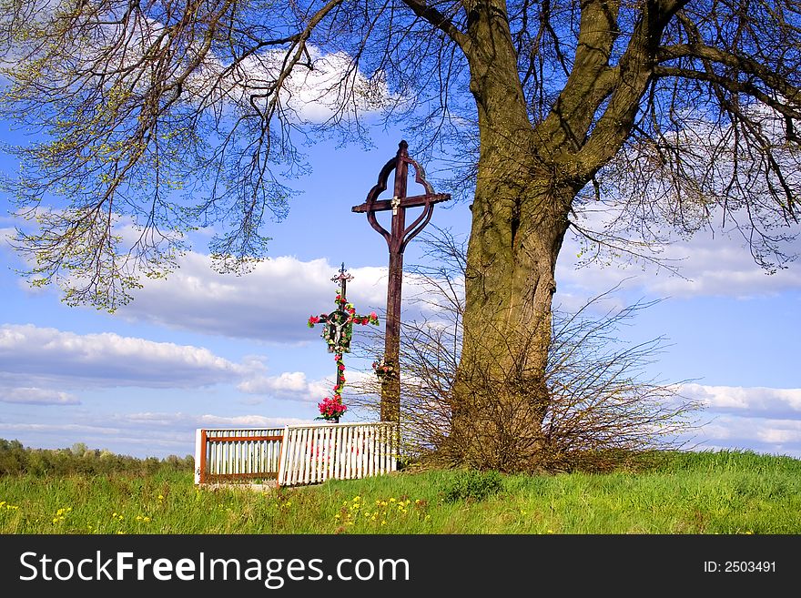 A timber cross in a maize field