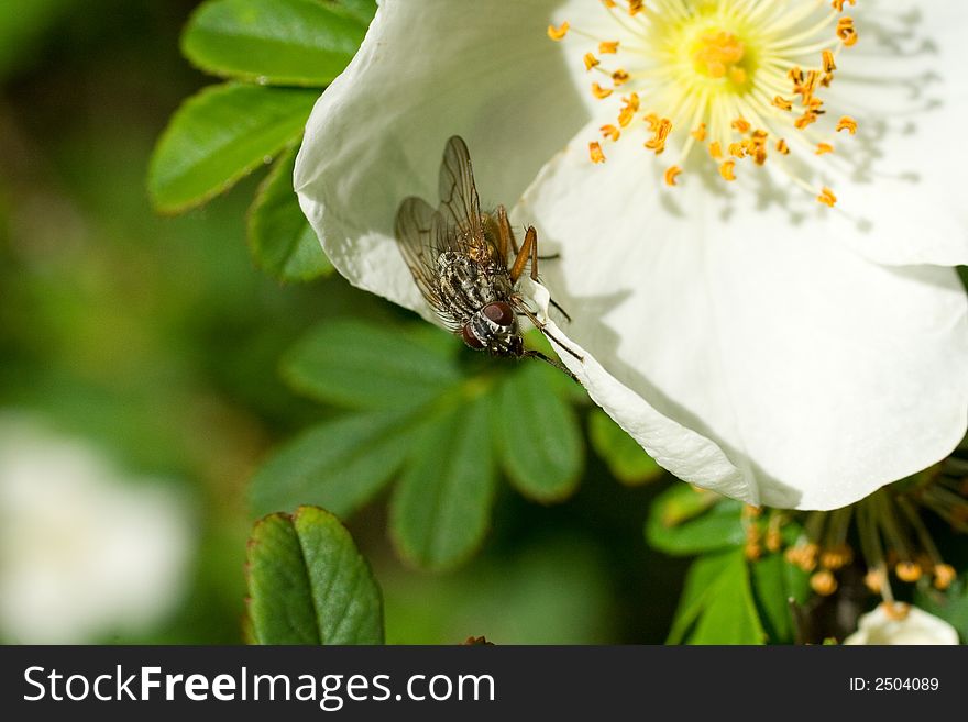 Fly Sitting On Edge Of Flower