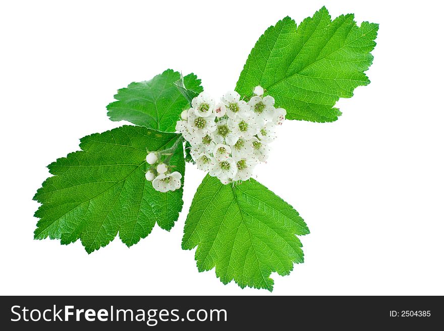 Inflorescence of white flowers isolated on white