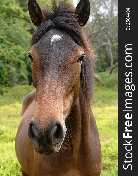 Close up photo of horse. Close up photo of horse