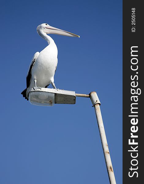 A pelican bird sitting on a streetlamp. A pelican bird sitting on a streetlamp