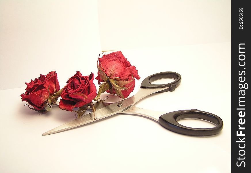 Dried red roses with scissors