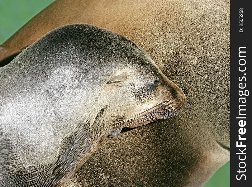 Portrait of young sea-lion. Portrait of young sea-lion