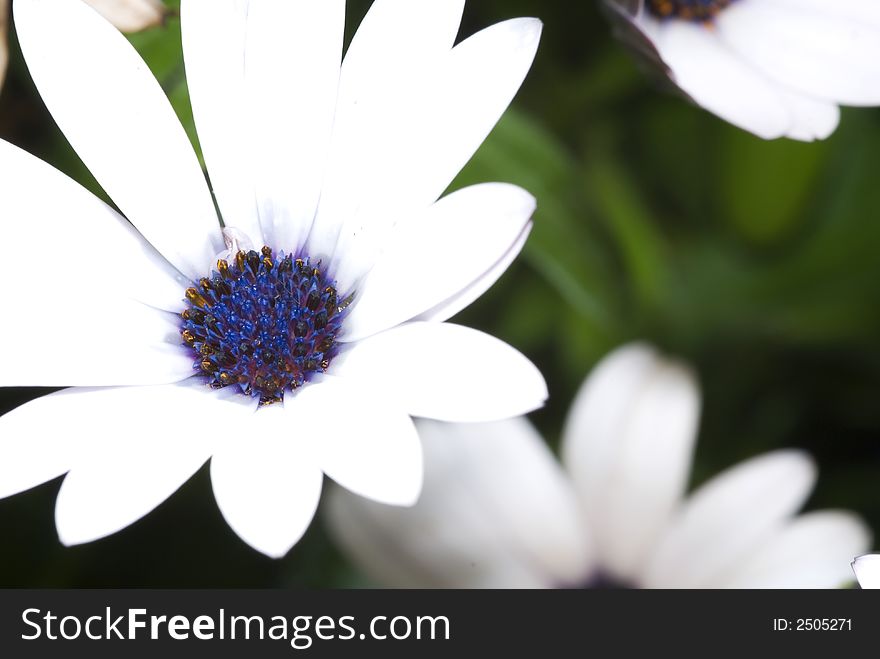 Macro Flower