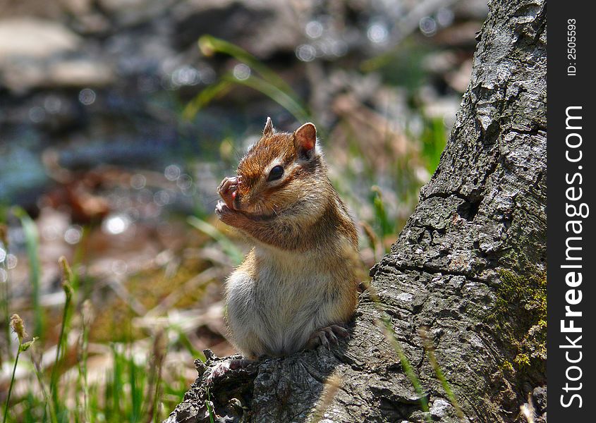 A close-up of siberian chipmunk (Tamias sibiricus) washes on tree. Russian Far East, Primorye.