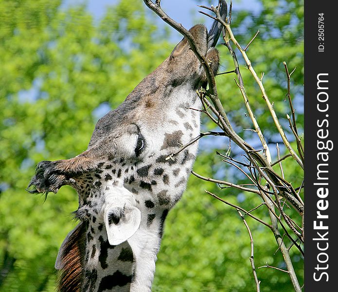 View of giraffe eating branches. View of giraffe eating branches