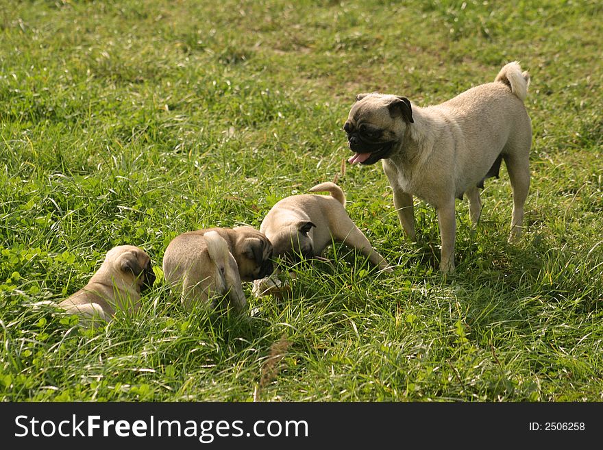 Three little dogs and their mother. Three little dogs and their mother