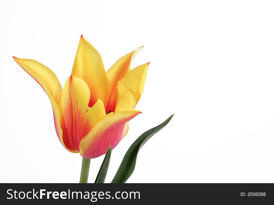 Bicolor tulip on the white background