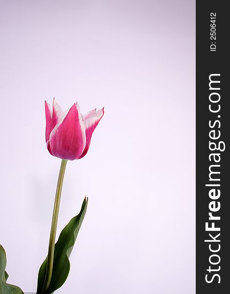 Bicolor Tulip