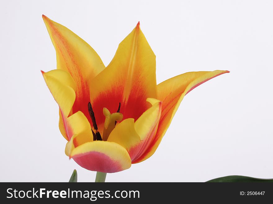 Bicolor tulip on the white background