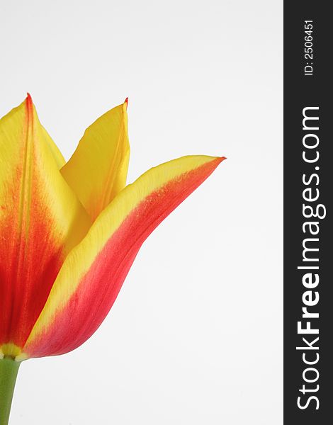 Bicolor tulip on the white background
