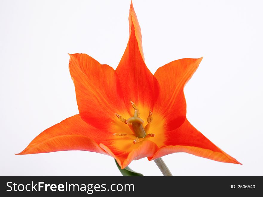 Orange tulip on the white background