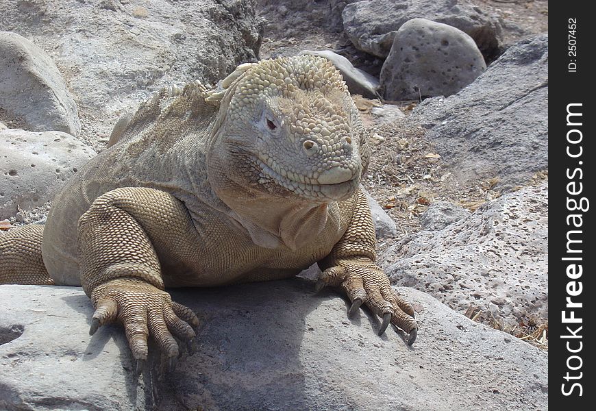 Huge brown iguana from galapagos