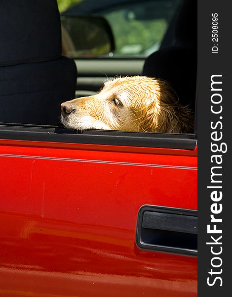 Shot of a resting dog in a red truck... leave a sleeping dog lie.
