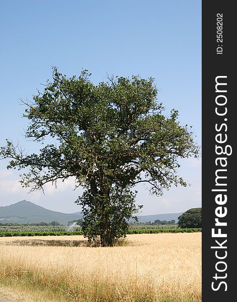 Landscape of Tuscany with tree. Landscape of Tuscany with tree