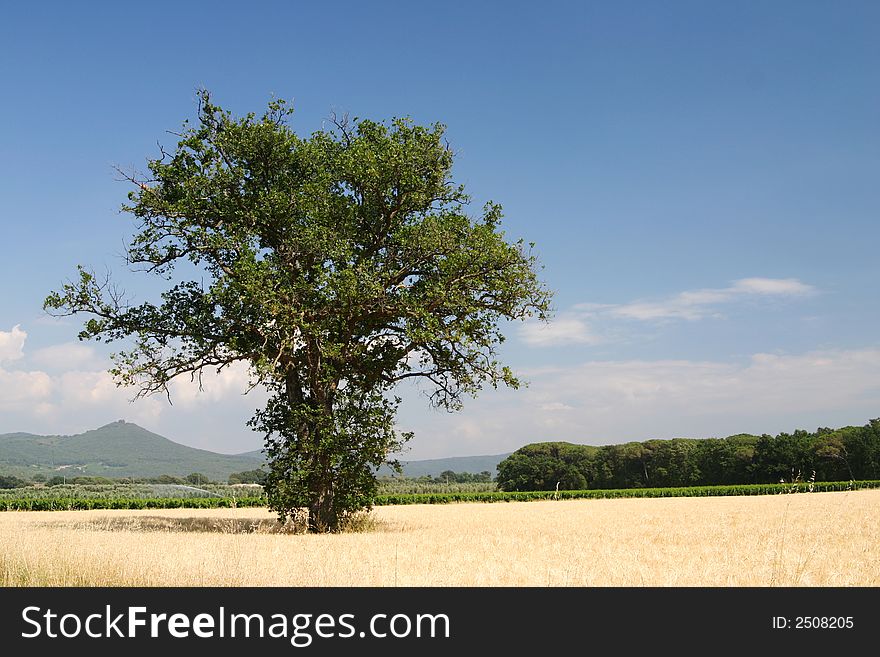 Landscape of Tuscany with tree. Landscape of Tuscany with tree